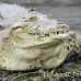 crocodile_american_tar_h_0040_cos0319.jpg